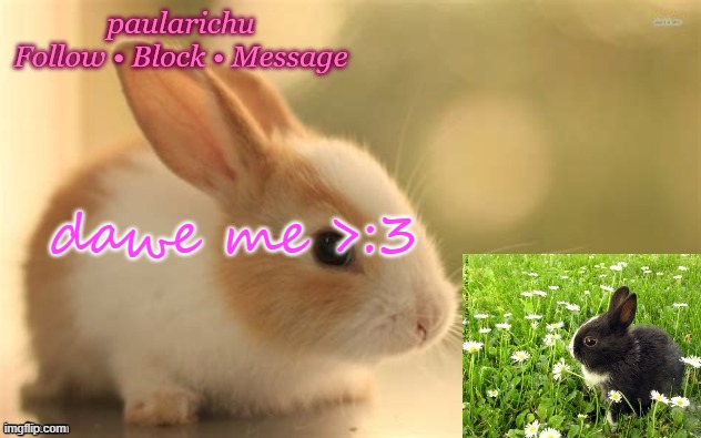 Paula new bunny temp | dawe me >:3 | image tagged in paula new bunny temp | made w/ Imgflip meme maker