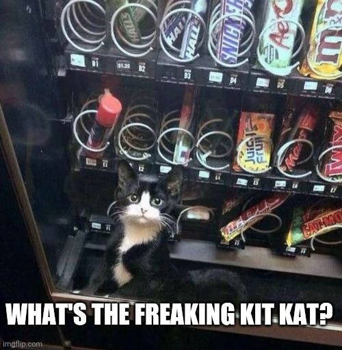 ALL OUT OF KIT KAT | WHAT'S THE FREAKING KIT KAT? | image tagged in cats,funny cats | made w/ Imgflip meme maker