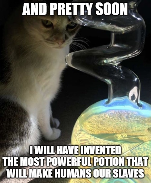 AND PRETTY SOON; I WILL HAVE INVENTED THE MOST POWERFUL POTION THAT WILL MAKE HUMANS OUR SLAVES | image tagged in memes,cat,cats | made w/ Imgflip meme maker