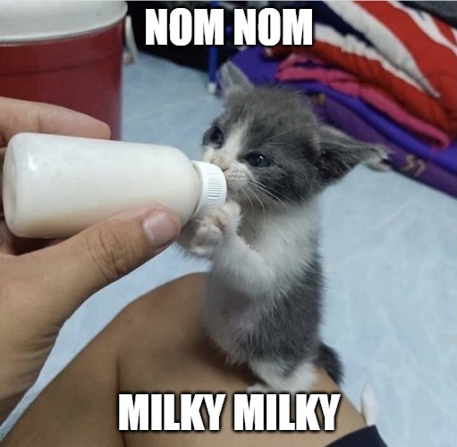 NOM NOM; MILKY MILKY | image tagged in memes,cat,cats | made w/ Imgflip meme maker