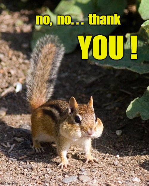 ◄► Reaction:  Chipmunk—No, no... thank YOU | no,  no. . .  thank YOU ! | image tagged in cute chipmunk,chipmunk,comment,reaction | made w/ Imgflip meme maker