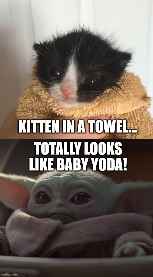 Kitten in a towel Looks like Baby Yoda | KITTEN IN A TOWEL... TOTALLY LOOKS LIKE BABY YODA! | image tagged in kitten,kitten in a towel,totally looks like,baby yoda,grogu,star wars | made w/ Imgflip meme maker