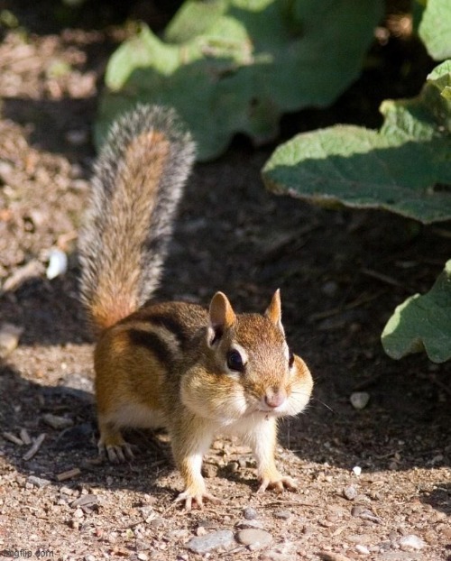 Template listed as "cute chipmunk". Those tiny cheeks are full of seeds. [Link in comments] | image tagged in cute chipmunk,chipmunk,animal,outdoors,new template,template | made w/ Imgflip meme maker
