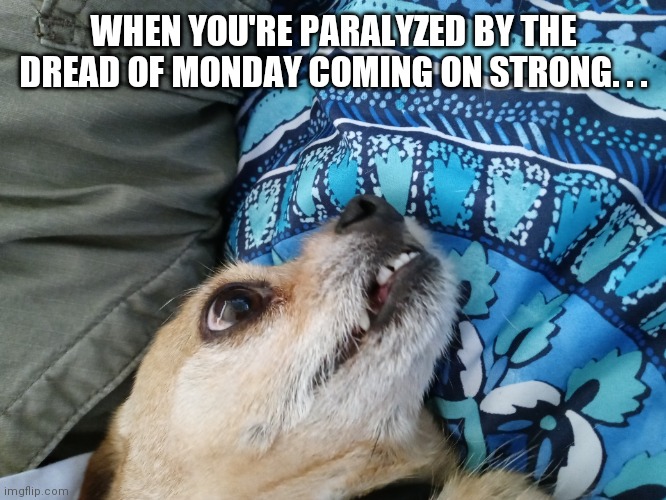 Monday Dread | WHEN YOU'RE PARALYZED BY THE DREAD OF MONDAY COMING ON STRONG. . . | image tagged in chihuahua | made w/ Imgflip meme maker