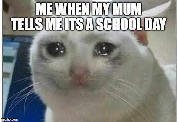 me when its a school day | ME WHEN MY MUM TELLS ME ITS A SCHOOL DAY | image tagged in crying cat | made w/ Imgflip meme maker