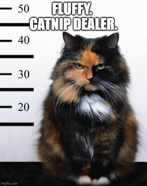 Fluffy the catnip dealer | FLUFFY.  CATNIP DEALER. | image tagged in fluffy the catnip dealer | made w/ Imgflip meme maker