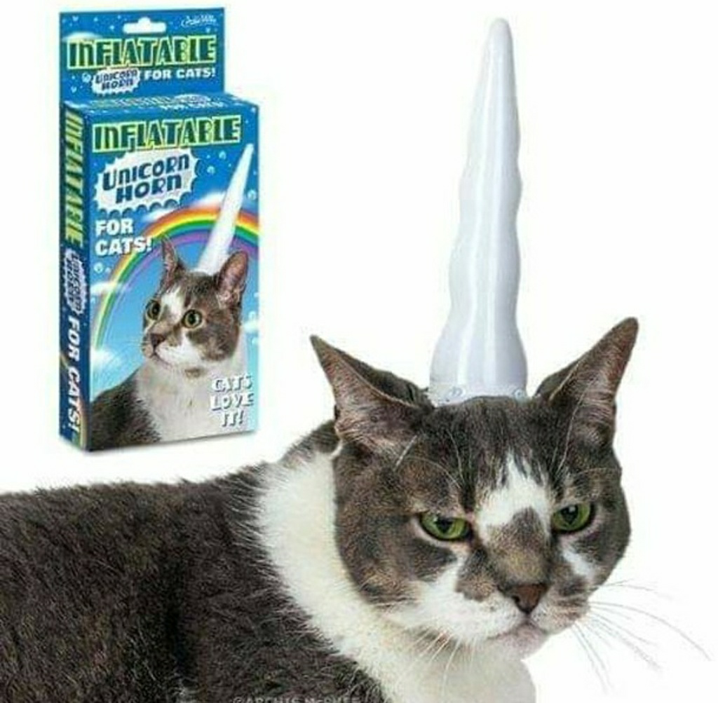 Cat with unicorn horn Blank Meme Template