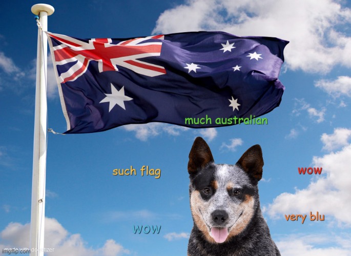 doggo in australia | image tagged in doge,australia,sydney | made w/ Imgflip meme maker