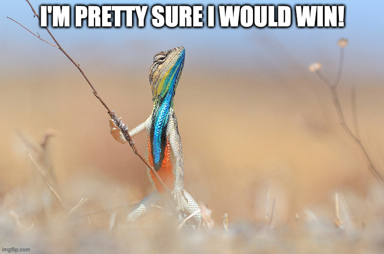 Lizard | I'M PRETTY SURE I WOULD WIN! | image tagged in lizard | made w/ Imgflip meme maker