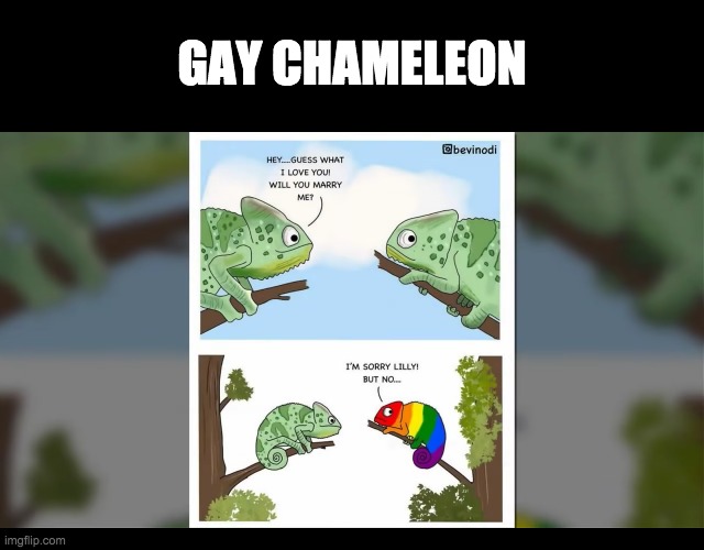 (not my comic, found this on youtube and thought I would post it here) | GAY CHAMELEON | image tagged in gay,chameleon | made w/ Imgflip meme maker