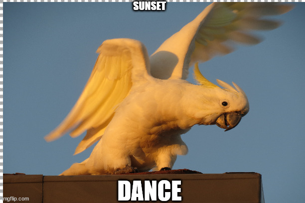 Sunset Dance | SUNSET; DANCE | image tagged in beautiful sunset | made w/ Imgflip meme maker
