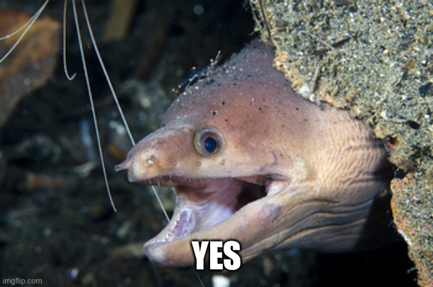 Happy Eel | YES | image tagged in happy eel | made w/ Imgflip meme maker