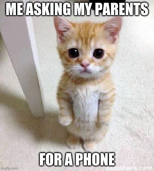 Cute Cat Meme | ME ASKING MY PARENTS; FOR A PHONE | image tagged in memes,cute cat | made w/ Imgflip meme maker