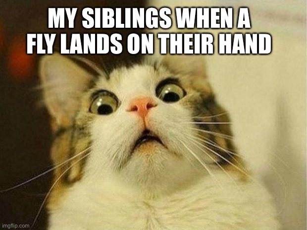 Scared Cat Meme | MY SIBLINGS WHEN A FLY LANDS ON THEIR HAND | image tagged in memes,scared cat | made w/ Imgflip meme maker