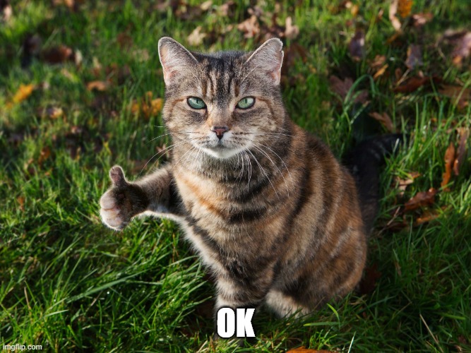 THUMBS UP CAT | OK | image tagged in thumbs up cat | made w/ Imgflip meme maker