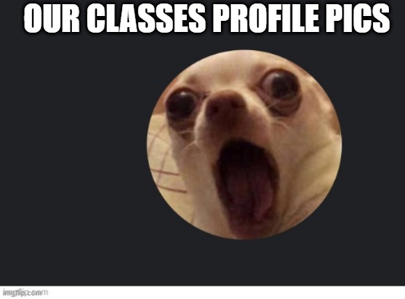 class | OUR CLASSES PROFILE PICS | image tagged in dog scared | made w/ Imgflip meme maker