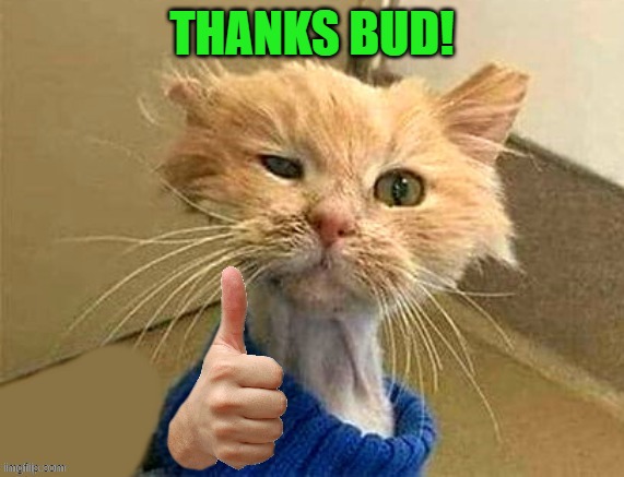 thumb cat | THANKS BUD! | image tagged in thumb cat | made w/ Imgflip meme maker