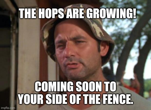 So I Got That Goin For Me Which Is Nice Meme | THE HOPS ARE GROWING! COMING SOON TO YOUR SIDE OF THE FENCE. | image tagged in memes,so i got that goin for me which is nice | made w/ Imgflip meme maker