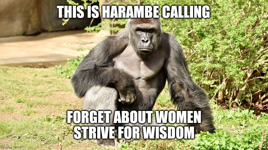 Wise monke | THIS IS HARAMBE CALLING; FORGET ABOUT WOMEN
STRIVE FOR WISDOM | image tagged in harambe,wisdom,monke | made w/ Imgflip meme maker
