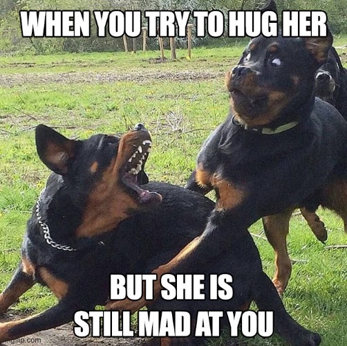 Don’t do it | image tagged in wow dog | made w/ Imgflip meme maker