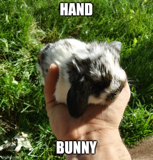 SO TINY | HAND; BUNNY | image tagged in bunnies,rabbit,bunny | made w/ Imgflip meme maker