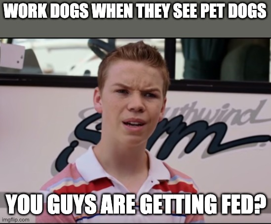 You Guys are Getting Paid | WORK DOGS WHEN THEY SEE PET DOGS; YOU GUYS ARE GETTING FED? | image tagged in you guys are getting paid,dog,memes | made w/ Imgflip meme maker