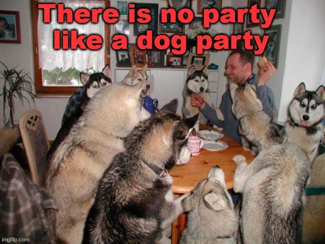 party dog meme