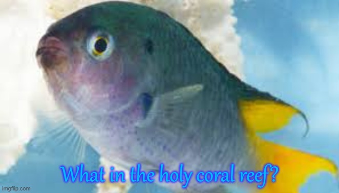 Bullshit fish | What in the holy coral reef? | image tagged in bullshit fish | made w/ Imgflip meme maker