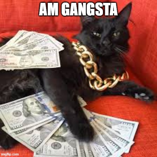 he got them benjemans | AM GANGSTA | image tagged in visco cat | made w/ Imgflip meme maker