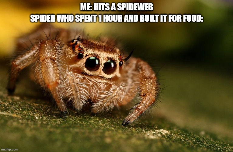 Sad Spider | ME: HITS A SPIDEWEB; SPIDER WHO SPENT 1 HOUR AND BUILT IT FOR FOOD: | image tagged in sad spider | made w/ Imgflip meme maker