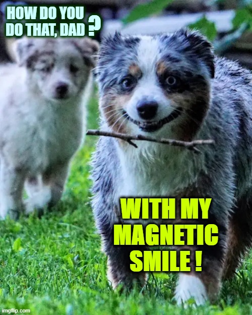 Animal magnetism | ? HOW DO YOU
DO THAT, DAD; WITH MY
MAGNETIC
SMILE ! | image tagged in dogs,trick,animal,magnet,stick,smiling dog | made w/ Imgflip meme maker