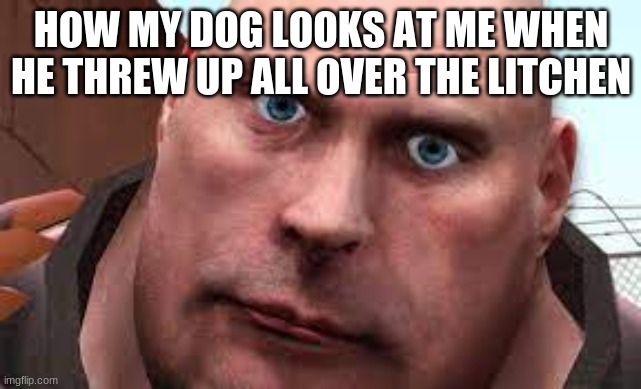 this is something that really happend | HOW MY DOG LOOKS AT ME WHEN HE THREW UP ALL OVER THE KITCHEN | image tagged in tf2,tf2 heavy,oh god i have done it again,what the hell happened here | made w/ Imgflip meme maker