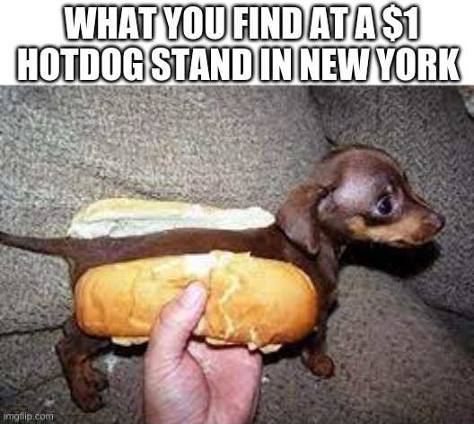 At least it taste good! | WHAT YOU FIND AT A $1 HOTDOG STAND IN NEW YORK | image tagged in funny,fun,dogs,dark humor,hot dog | made w/ Imgflip meme maker