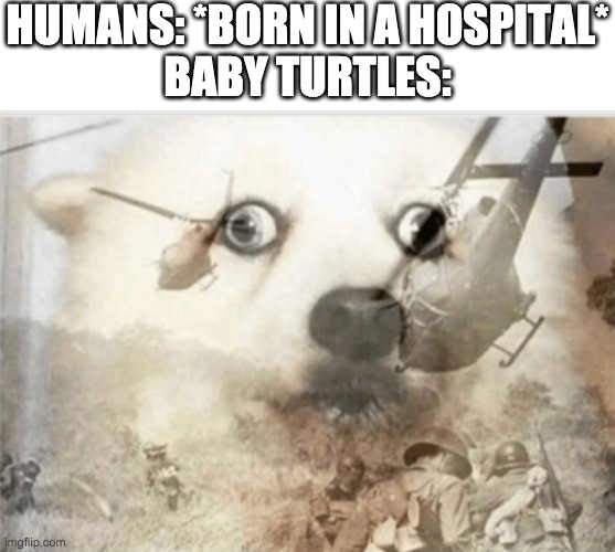 baby turtles be like | HUMANS: *BORN IN A HOSPITAL*

BABY TURTLES: | image tagged in ptsd dog | made w/ Imgflip meme maker
