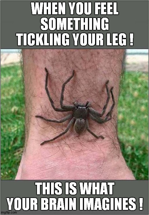Tickles ? | WHEN YOU FEEL SOMETHING TICKLING YOUR LEG ! THIS IS WHAT YOUR BRAIN IMAGINES ! | image tagged in tickle,spider,imagination,front page | made w/ Imgflip meme maker