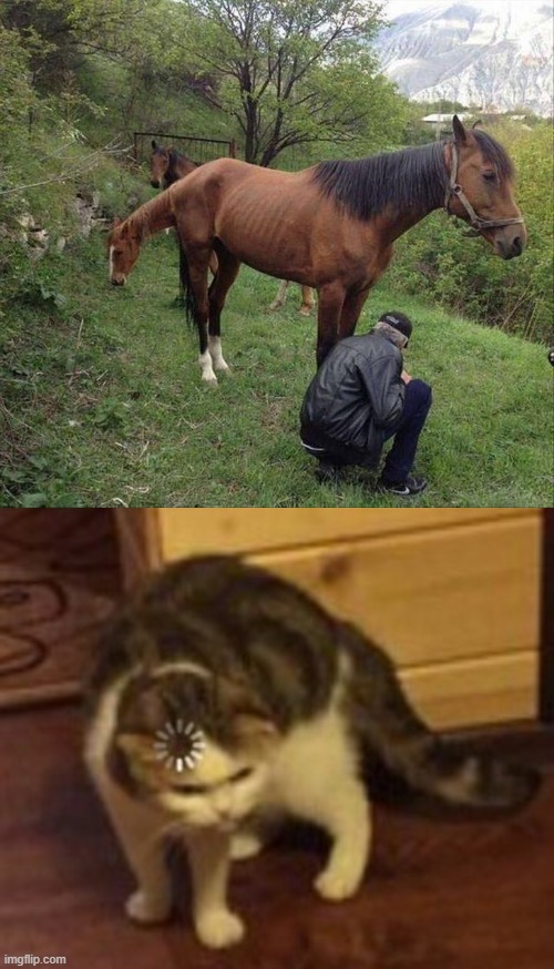 horse illusion | image tagged in loading cat,cats,memes,horse,optical illusion,funny picture | made w/ Imgflip meme maker