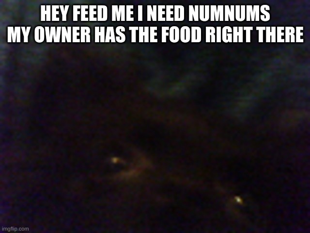 Num Nums | HEY FEED ME I NEED NUMNUMS MY OWNER HAS THE FOOD RIGHT THERE | image tagged in barely made it | made w/ Imgflip meme maker