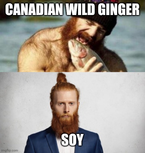 Wild Ginger vs Soy |  CANADIAN WILD GINGER; SOY | image tagged in ginger,gingers,soyboy vs yes chad,hair | made w/ Imgflip meme maker