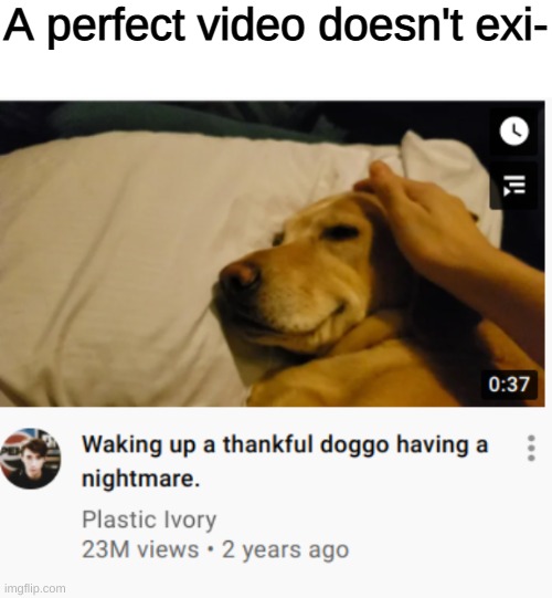 i cried a bit ngl | A perfect video doesn't exi- | image tagged in memes,dog,wholesome | made w/ Imgflip meme maker