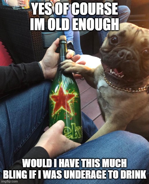 209 Eh Drinking team | YES OF COURSE IM OLD ENOUGH; WOULD I HAVE THIS MUCH BLING IF I WAS UNDERAGE TO DRINK | image tagged in french bulldog,hold my beer,beer,covid 19,bling | made w/ Imgflip meme maker