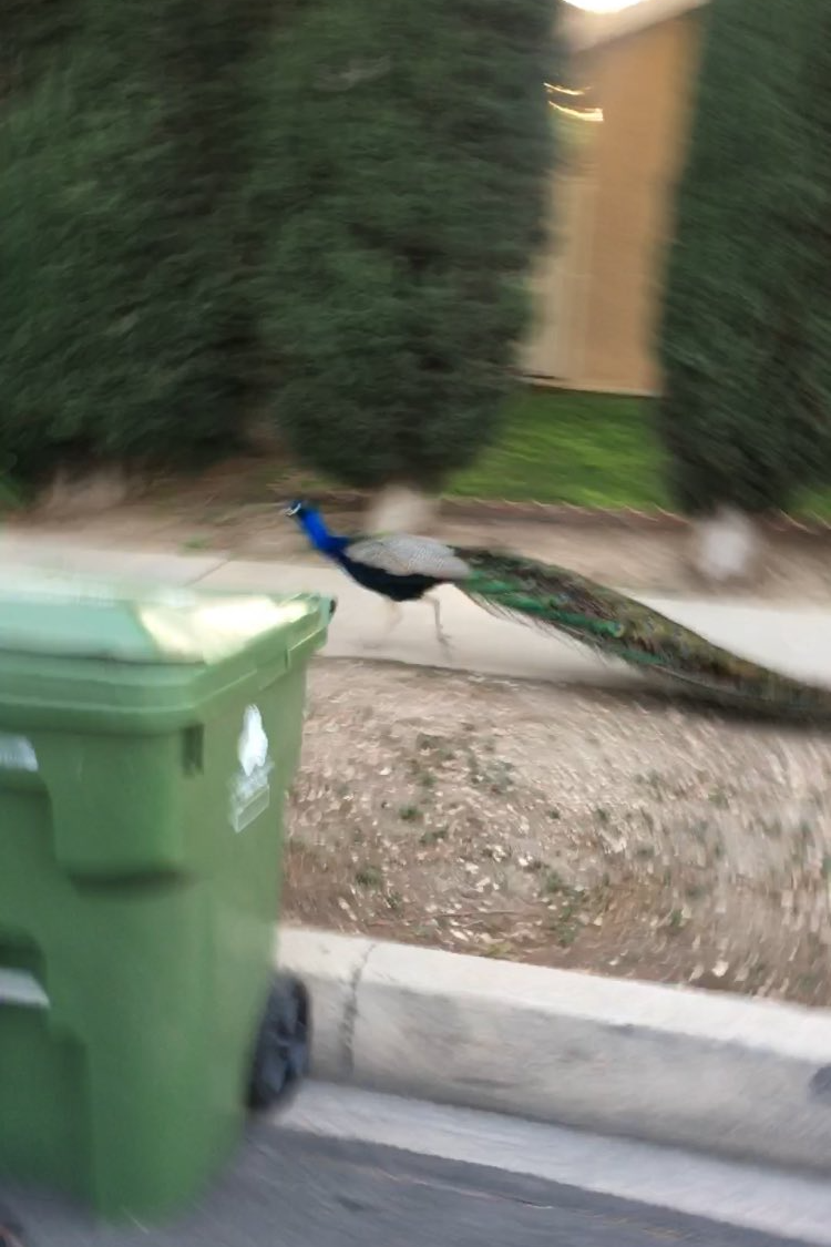 High Quality Percy the Peacock Blank Meme Template