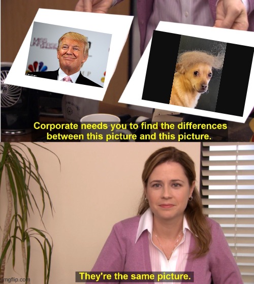 Chihuahua Trump | image tagged in memes,they're the same picture | made w/ Imgflip meme maker