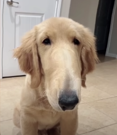 A dog that has a long nose Blank Meme Template