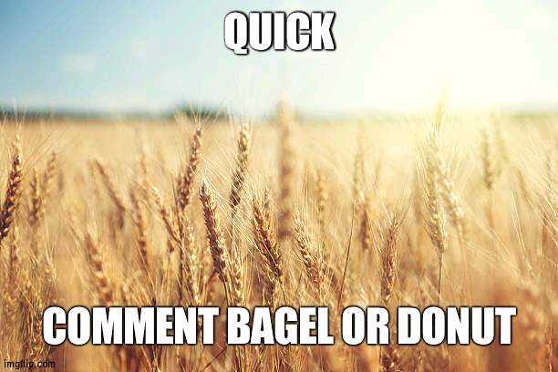 Vote to see who likes what, and then we war (maybe) | QUICK; COMMENT BAGEL OR DONUT | image tagged in wheat field,opinion,vote | made w/ Imgflip meme maker