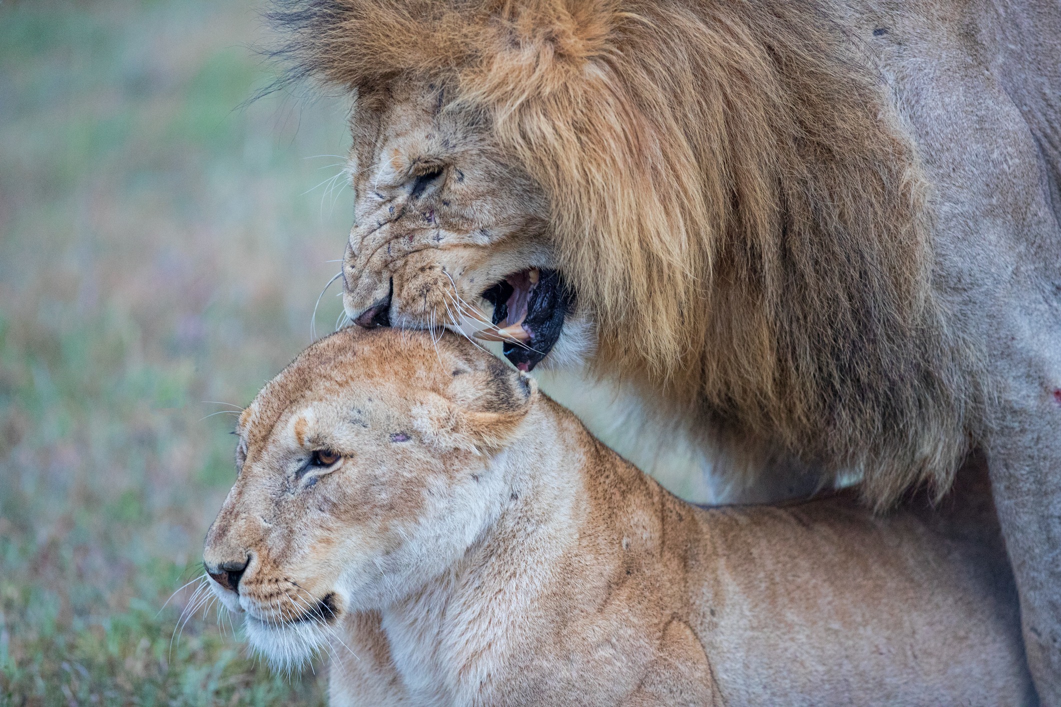 Mating in Masai Mara, Kenya | image tagged in awesome,pics,photography | made w/ Imgflip meme maker