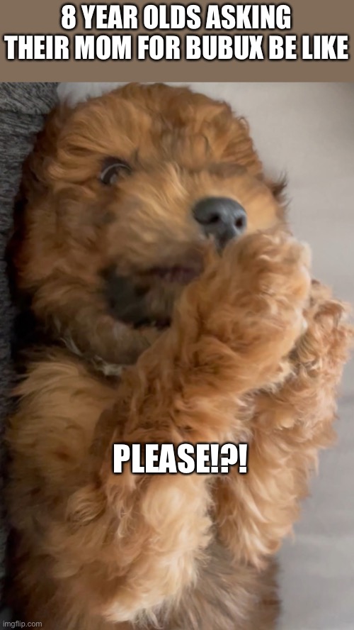 BOBUX | 8 YEAR OLDS ASKING THEIR MOM FOR BUBUX BE LIKE; PLEASE!?! | image tagged in begging dog,meme,begging doge,roblox,bobux | made w/ Imgflip meme maker