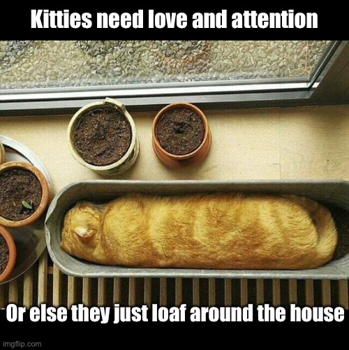 Did You Pet Your Cat Today? | Kitties need love and attention; Or else they just loaf around the house | image tagged in funny memes,funny cat memes | made w/ Imgflip meme maker
