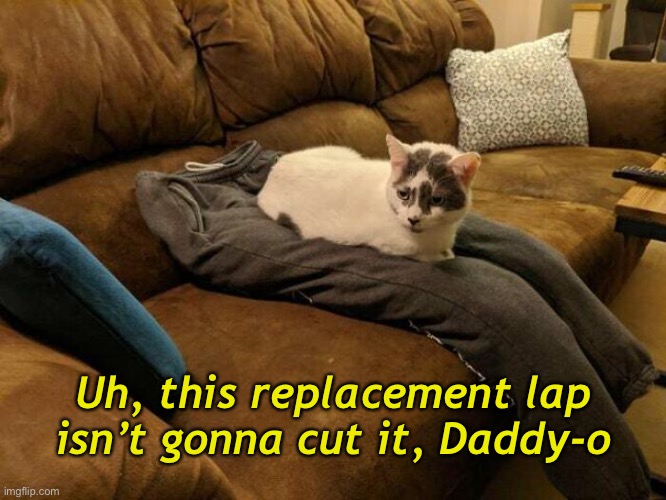 Fake Lap | Uh, this replacement lap isn’t gonna cut it, Daddy-o | image tagged in funny memes,funny cat memes | made w/ Imgflip meme maker