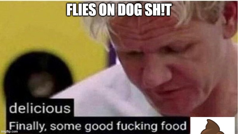 That's nasty |  FLIES ON DOG SH!T | image tagged in gordon ramsay some good food,shit,flies | made w/ Imgflip meme maker