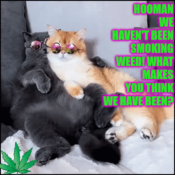 Funny Smoke Cute Cat GIF